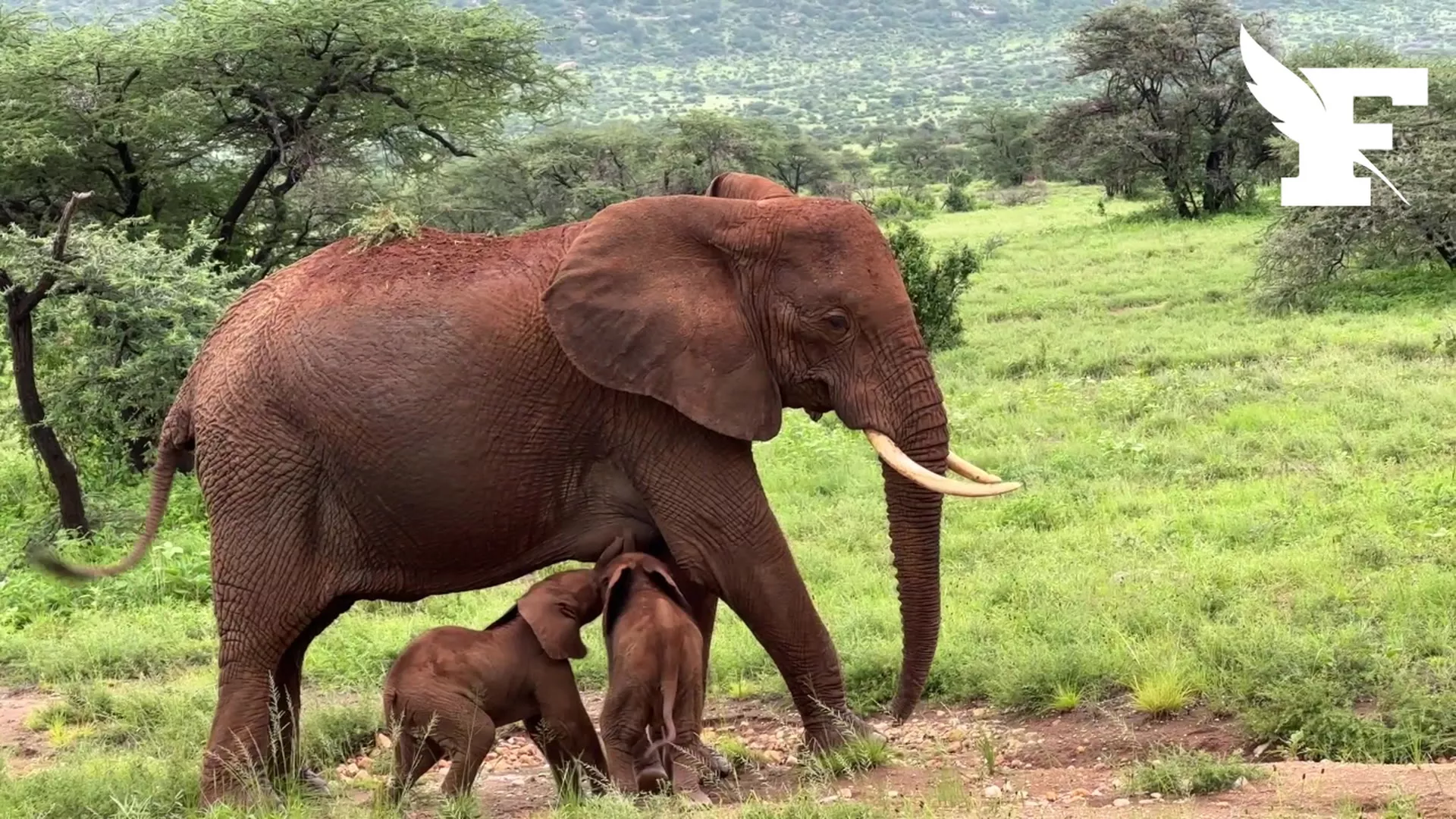 miracle de la nature : Une éléphante accouche de jumeaux au Kenya