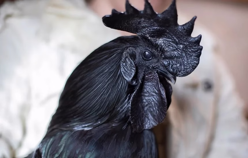 Ayam cemani