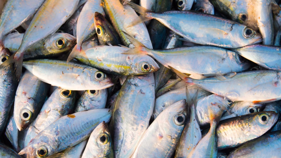 Lomé Actu, 06 mai 2025 – Une importante quantité de poissons morts a été découverte dans le bassin de rétention des eaux pluviales de Todman, provoquant une réaction rapide des autorités.