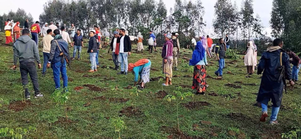 Green Legacy : L'Ethiopie plante 700 millions d’arbres en une journée
